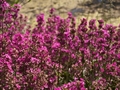 Lychnis viscaria Firletka lepka